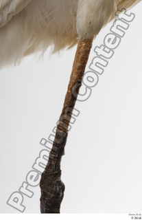 Stork  2 leg 0020.jpg